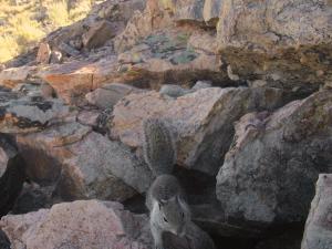 California ground squirrel