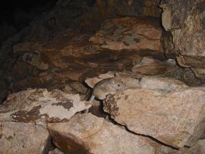 Bushy-tailed woodrat