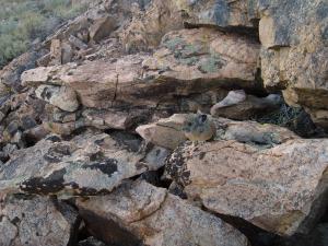 American pika