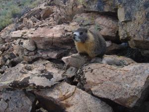 Yellow-bellied marmot