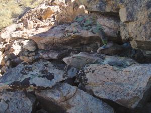 American pika haying, Ribes cereum