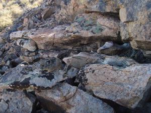 American pika