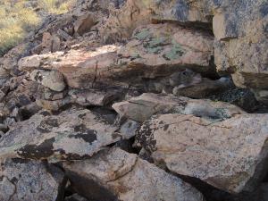 American pika haying, dry grass