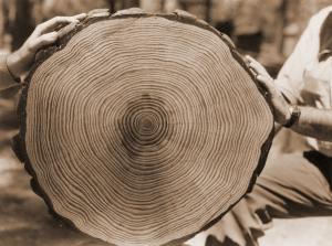 Caption reads:  "Section from 24" d.b.h. 4-log loblolly pine of good quality. Because of high percentage of summerwood this tree is high quality for either pulpwood or logs."
