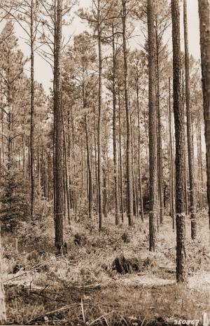 Caption reads:  "Shortleaf-loblolly pine old-field stand 43 years old immediately after thinning to best 200 trees per acre.  Pulpwood thinning plot #1, Block A."
