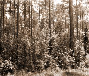 Understory hardwoods in a pine stand before their removal.