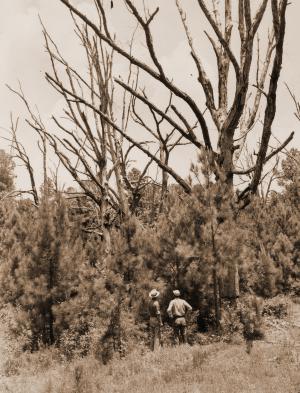 Caption reads:  "To improve stocking and growth of pine, low-grade hardwoods are killed by girdling or poisoning." Man on left is Russ Reynolds; man on right is Charles X. Grano.