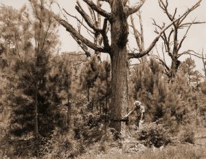 Charles X. Grano inspecting girdled low-grade hardwoods.