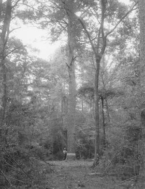 Large loblolly pine that once was found in the Reynolds Research Natural Area on the Crossett Experimental Forest.  This specimen was about 46.6" DBH and 130 ft tall when this photograph was taken.