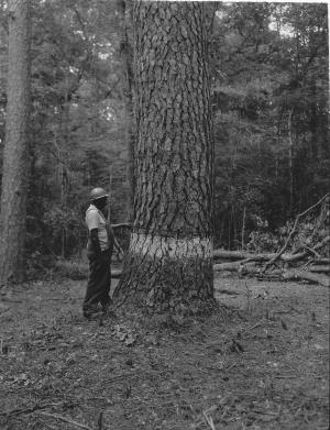 Large loblolly pine that once was found in the Reynolds Research Natural Area on the Crossett Experimental Forest.  This specimen was about 46.6" DBH and 130 ft tall when this photograph was taken. Man in photos may be Jasper Burns, long-time CEF employee.