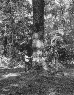 Two unknown men measuring a large loblolly pine that once was found in the Reynolds Research Natural Area on the Crossett Experimental Forest.  This specimen was about 46.6" DBH and 130 ft tall when this photograph was taken.