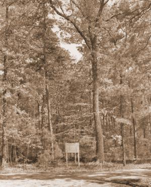 Caption reads:  "The unmanaged shortleaf-loblolly pine hardwood forest.  Net sawlog growth per unit of growing stock has been only half as much as on the managed compartments."