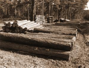 Annual growth of the CEF's Good Forty, cut and displayed for the benefit of a forestry field day.
