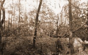 Caption reads:  "Fine example of high grade forked leaf white oak (Quercus alba) cut for sawlogs.  First log scaled 817 feet (12 ft.) Doyle Scale and entire tree contained 2750 feet."  Boy is one of Russ Reynolds' sons.