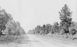 Caption reads:  "Example of roadside planting attempted on the Crossett Experimental Forest.  Trees five years old at the time of photograph."
