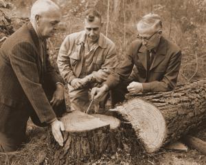 Russell R. Reynolds showing several men (Custer Ross, unidentified, Reynolds) a pine cut as a part of the 25th annual harvest of the Crossett EF's "Poor" Farm Forestry Forty.  This loblolly pine was 24 inches in DBH and contained 578 board feet of lumber.  Tree had been seriously suppressed when young, and had a fire scar at its base, but grew well for 50 years after release.