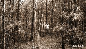 Caption reads: "Loblolly pine. Urania, LaSalle Parish, La. Set-up at SW corner towards tree #80. See photos 45630a and 45631a."