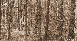 Caption reads: "3 feet from northeast corner of plot 3 (Maxwell plot). See photo 194736 for comparison. Also compare with photos of plots 4 and 5. Loblolly pine. Check plot for a series of thinning plots. LaSalle Parish, La. See photos 254799, 254800, 254812."