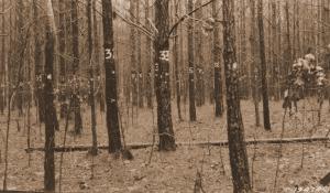 Caption reads: "Mt-111, Urania, Maxwell, Plot 3. Grade D thinning (German). Before thinning, January, 1925. Photo station, 2 ft. beyond tree #1 on diagonal from northeast corner of plot 3 to southwest corner."