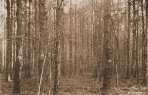 Caption reads: "Maxwell Plot No. 3 (check plot), Urania, LaSalle Parish, La. Loblolly pine. Camera at northwest corner of plot."