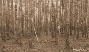 Caption reads: "Forest Service experimental plot D-3 Mayes, now U-12. This plot is unthinned. Urania, La."