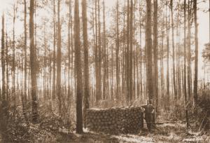 Caption reads: "Castor Plot 14, Urania, La. Light thinning from "below." This picture shows the amount of wood removed in this year's thinning on a 1/4 acre. This stand is 35 years old. Loblolly pine." Caption reads: "Castor Plot 14, Urania, La. Light thinning from "below." This picture shows the amount of wood removed in this year's thinning on a 1/4 acre. This stand is 35 years old. Loblolly pine."