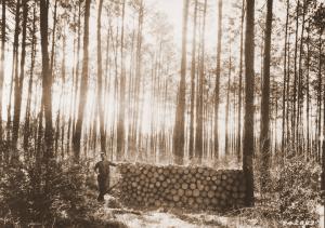 Caption reads: "Castor plot 15, loblolly pine, Urania, La. Heavy thinning from "below." Picture shows the amount of wood removed in this year's thinning. Plot is 1/4 acre in size. This stand is 35 years old. Tree No. 2 is at the end of the pile of wood." Caption reads: "Castor plot 15, loblolly pine, Urania, La. Heavy thinning from "below." Picture shows the amount of wood removed in this year's thinning. Plot is 1/4 acre in size. This stand is 35 years old. Tree No. 2 is at the end of the pile of wood."