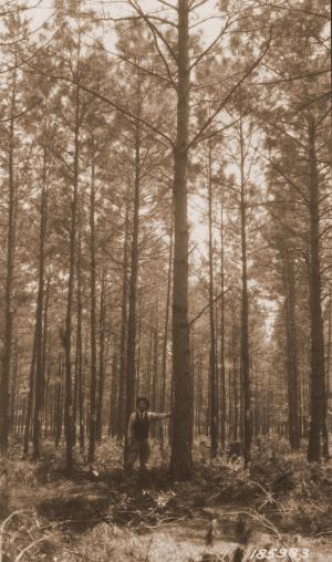 Caption reads: "Loblolly pine stand at Urania, La., after receiving a moderate thinning. (Same stand as 185982 but different part of area.) 4/22/24 Plot No. 50, Deer Pasture."