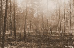 Caption reads: "Urania, La. Maxwell plot No. 53. Loblolly pine. Camera at northeast corner of plot." Caption reads: "Urania, La. Maxwell plot No. 53. Loblolly pine. Camera at northeast corner of plot."