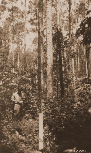 Caption reads: "Neslon plot 68, heavy French thinning in loblolly pine, from SE. corner. Urania, La."