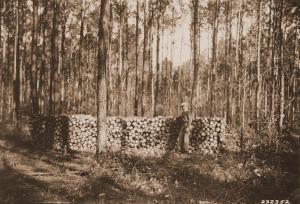 Caption reads: "Plot 68, Urania, La., 3.1 cords pulpwood cut from 1/4 acre plot in heavy French thinning."