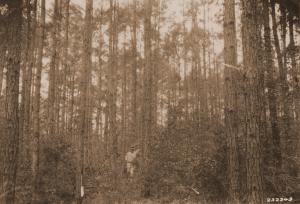 Caption reads: "Plot 68, Urania, La., before thinning. Photo taken from SE corner (loblolly pine).