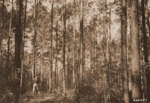 Caption reads: "Plot 68, Urania, La., after heavy French thinning. Photo taken from SE corner."