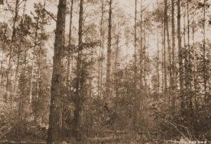 Caption reads: "Plot 70, Urania, La., after light modified French thinning. Photo taken from corner No. 1 (loblolly pine)."