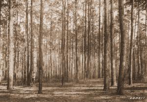 Caption reads: "Northwest corner of plot #82, loblolly pine, Winn Parish, La. This stand is about 39 years old. It is on an old field. Note the presence of knots. Numbered trees are to be left in cutting.".