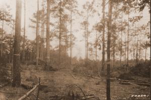 Caption reads: "From southeast corner of plot 82, loblolly pine, Winn Parish, La. This picture was taken after the saw log and pulpwood cutting." See also USFS image #249228 and #249221.