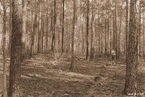 Caption reads: "From northwest corner of plot #83, loblolly pine, Winn Parish, La. This stand is 38 years old. It is an old field. This area will be clear cut."