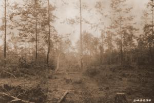 Caption reads: "From northwest corner of plot 83, loblolly pine, Winn Parish, La. This picture was taken after the saw log and pulpwood cutting."