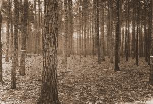 Caption reads: "P.S. Plot #85 before cutting for Madison mill-scale study. Taken from SW. corner. Banded trees to remain. Loblolly pine, 42 years old, old pasture."