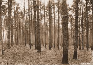 Caption reads: "P.S. Plot #84 before cutting for Madison mill-scale study. Taken from SE corner. Loblolly pine 40 years old, old field."