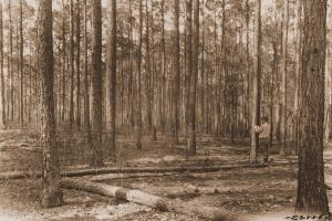 Caption reads: "From southwest corner of plot 86, loblolly pine, near trees 100 and 101. Winn Parish, La. Man at tree No. 148. This stand is 38 years old. It is an old field stand." Check plot.