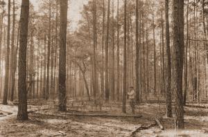 Caption reads: "From southeast corner plot 86, (check plot) loblolly pine, Winn Parish, La. This stand is 38 years old. It is an old field."