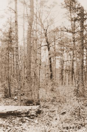 Caption reads: "A typical wolf hardwood removed by girdling on sub-plot C-1. This tree was a 20 inch post oak and very defective. Note the large crown and spreading limbs. Plot U-102, LaSalle Parish, La."