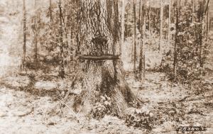 Caption reads: "A 31 inch cherry-bark oak on sub-plot I-1, #2A effectively and efficiently girdled. Plot U-102, LaSalle, Parish, La."