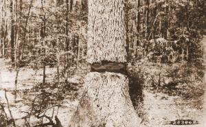 Caption reads: "A 23 inch post oak on sub-plot P-6, #15 girdled effectively but at more labor than necessary. Plot U-102, LaSalle Parish, La."
