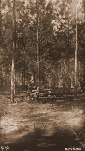 Caption reads: "12 year old loblolly pine in old field stand contrasting pruned and unpruned trees. Plot U 109, Winn Parish, Louisiana."