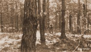 Caption reads: "Maxwell Plot, LaSalle Parish, La. Photograph taken from the NW corner of plot No. 51, loblolly pine." Caption reads: "Maxwell Plot, LaSalle Parish, La. Photograph taken from the NW corner of plot No. 51, loblolly pine."