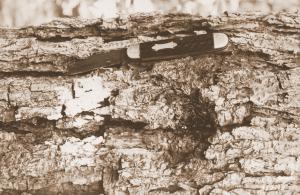 Caption reads:  "Apparently healed branch scar, pruned Feb. 1933 (Tree #1 about 4 ft. from ground).  Compare with pocket knife on left for size.  Chisholm plot U-109, Winn Parish, Louisiana."