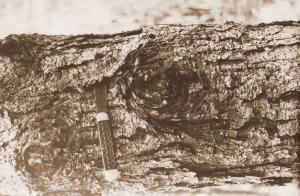 Caption reads:  "Partially healed branch scars pruned February 1933 about 10 ft. above ground tree #45.  Chisholm plot U-109, Winn Parish, Louisiana."