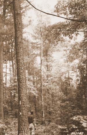 Caption reads:  "10" red oak deadened in April 1933.  Compare with #352087 and #352089.  Plot U-102, subplot B-2, LaSalle [Parish], Louisiana."